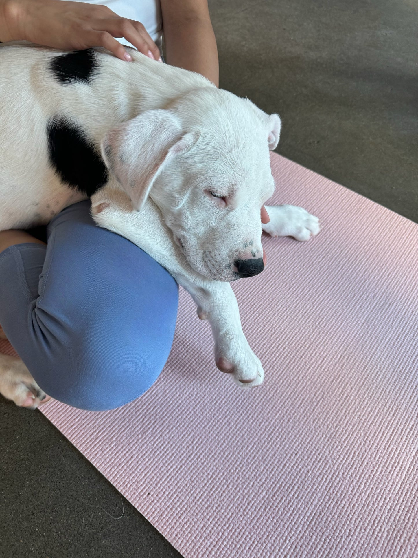 Rescue Puppy Yoga - Alpha Chi Omega *Private Link*