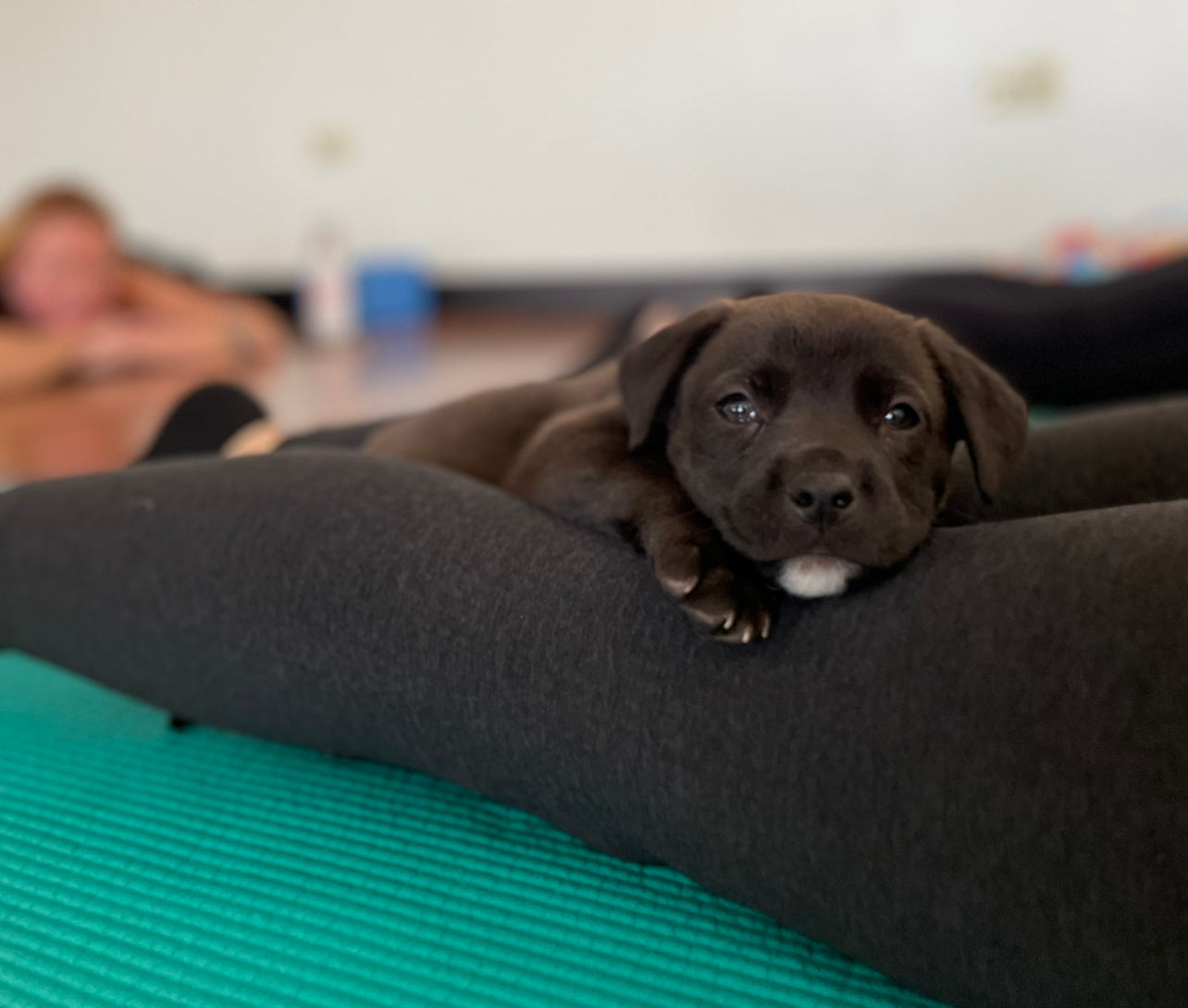Rescue Puppy Yoga - Women in Construction