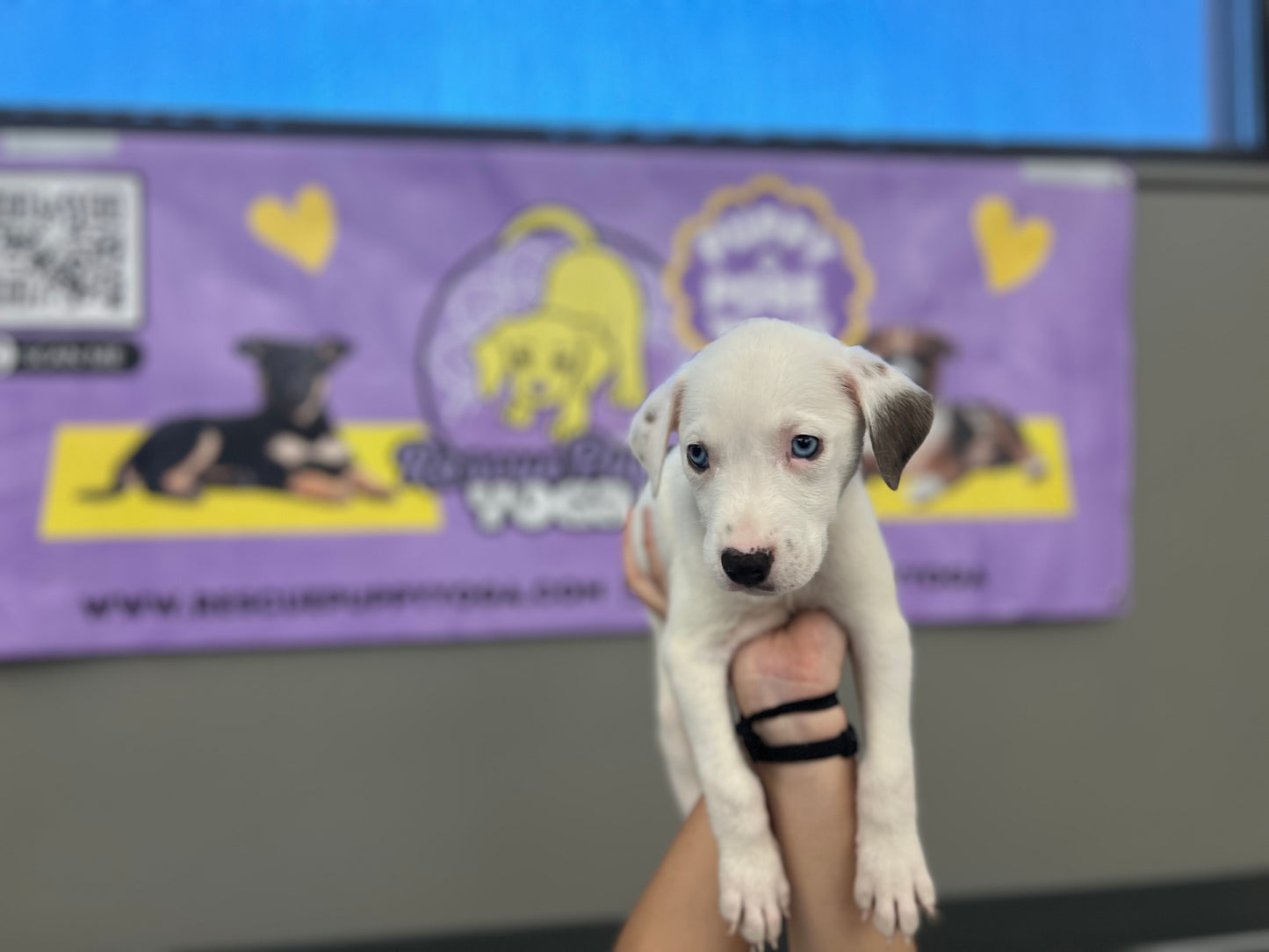 Rescue Puppy Yoga - Fast Core *Private Link*