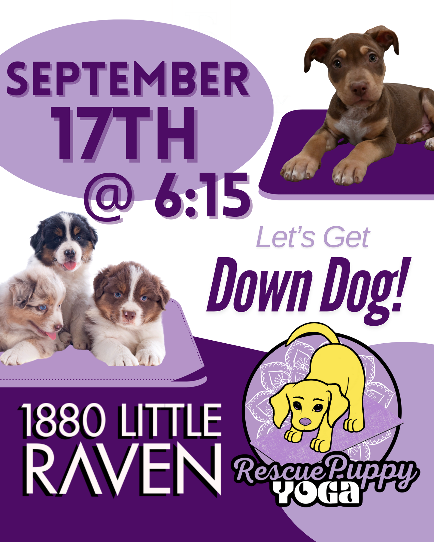 Rescue Puppy Yoga - 1880 Little Raven Apartments