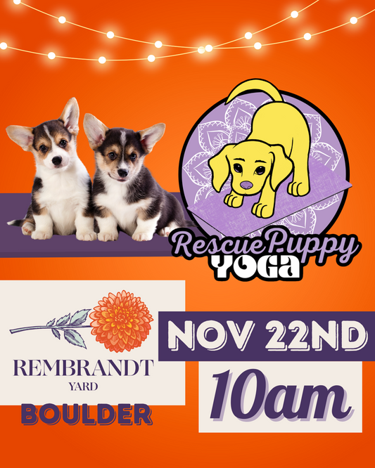 Rescue Puppy Yoga - Rembrandt Yard Boulder