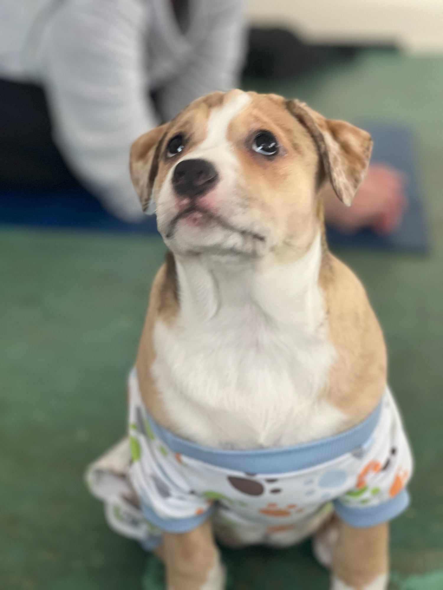 Puppies & Pajamas