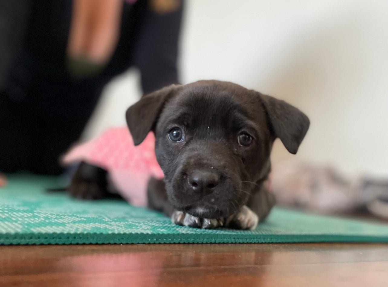 Rishi’s Community Yoga