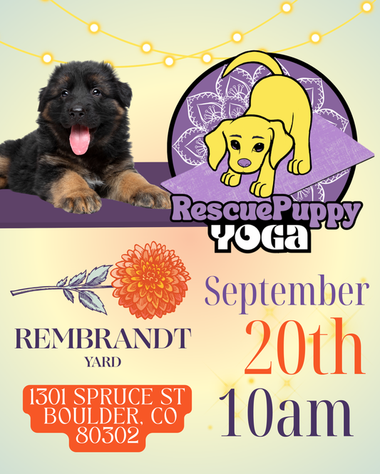 Rescue Puppy Yoga - Rembrandt Yard Boulder