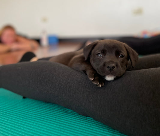Rescue Puppy Yoga - The Windsor *Private Link*