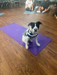 Rescue Puppy Yoga - Denver Public Libraries Staff