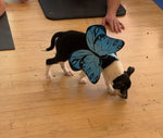 Payment Link - Rescue Puppy Yoga - Denver Public Libraries Staff