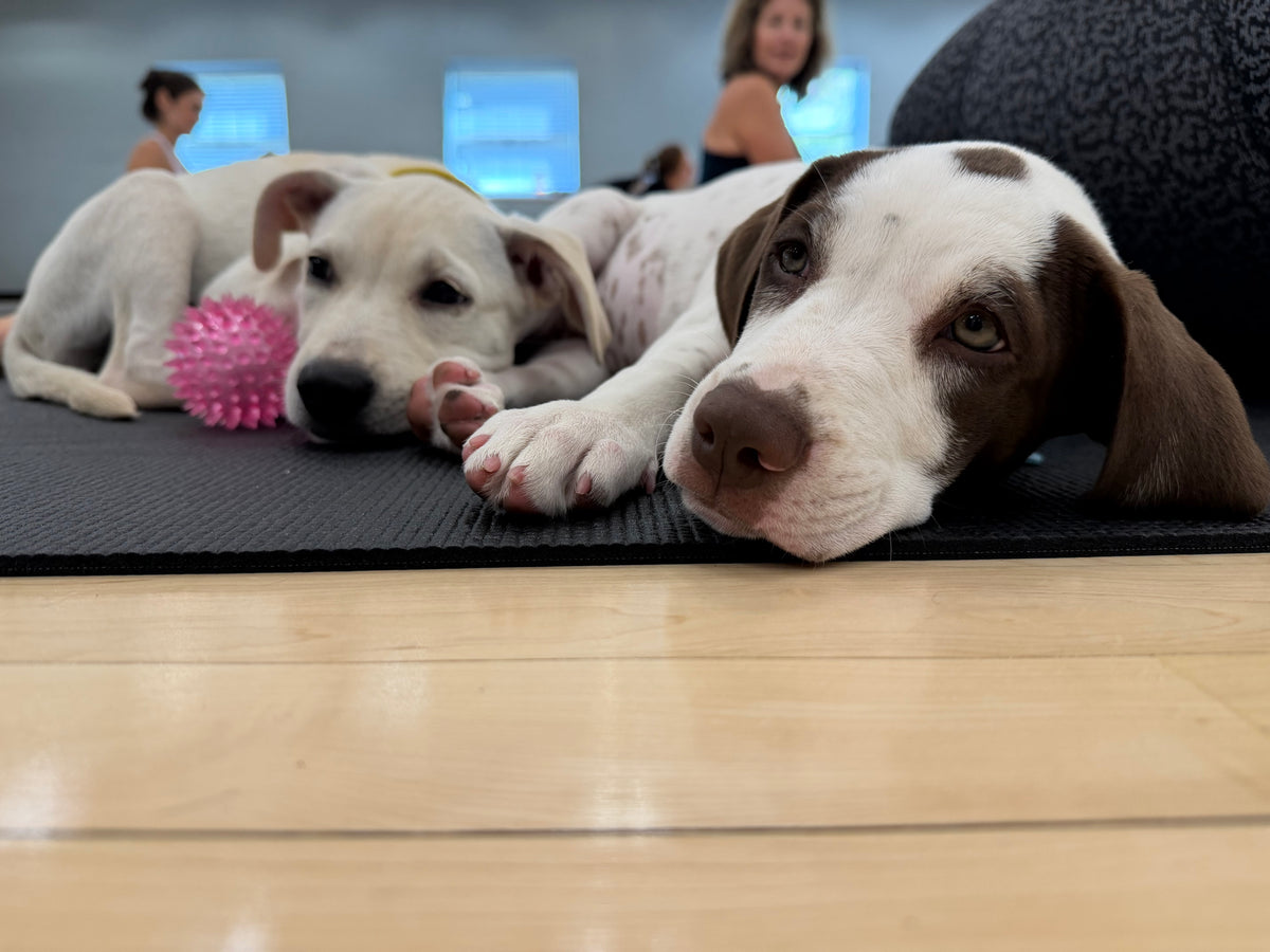 Rescue Puppy Yoga - Genesis Tabor Center