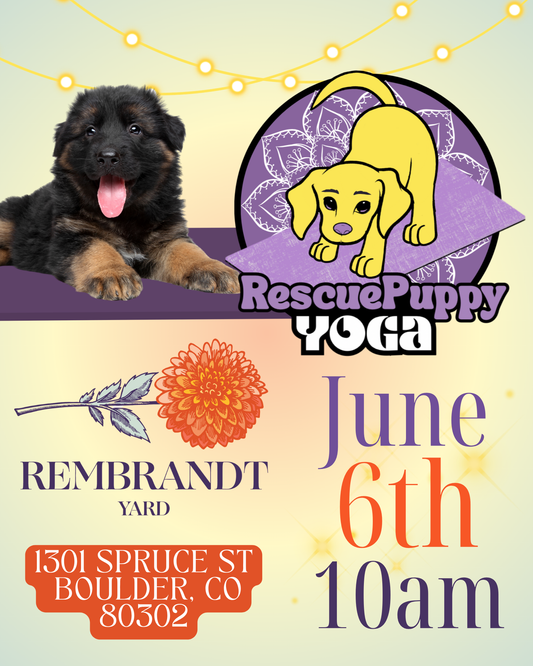 Rescue Puppy Yoga - Rembrandt Yard Boulder