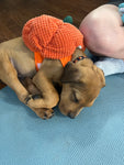 Rescue Puppy Yoga - Denver Public Libraries Staff