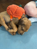 Payment Link - Rescue Puppy Yoga - Denver Public Libraries Staff