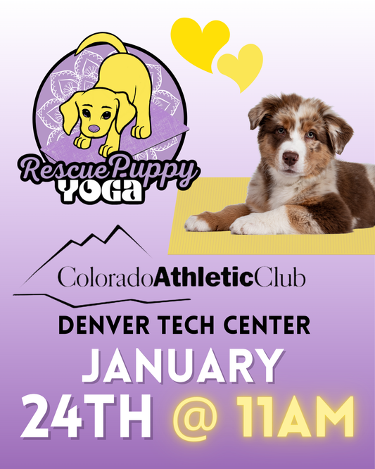 Rescue Puppy Yoga - Colorado Athletic Club Denver Tech Center