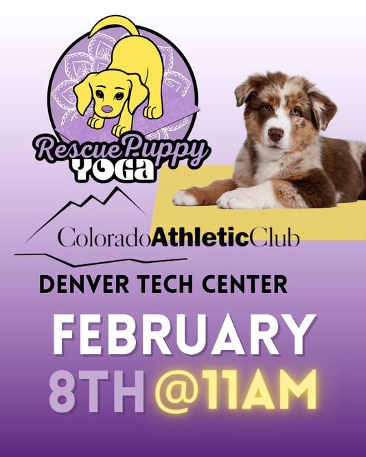 Rescue Puppy Yoga - Colorado Athletic Club Denver Tech Center