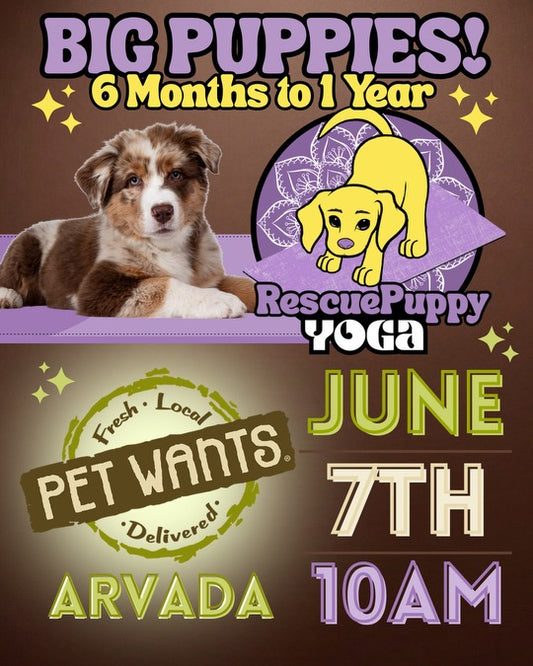 Rescue Puppy Yoga - Pet Wants Arvada