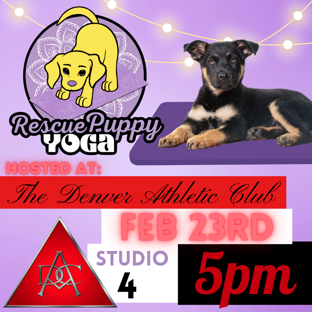 Rescue Puppy Yoga - The Denver Athletic Club