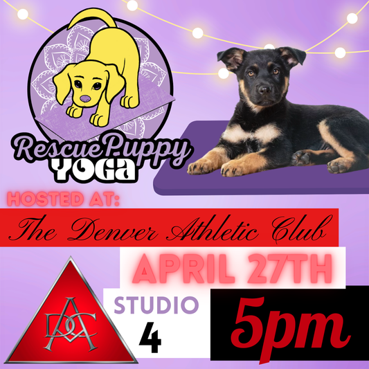 Rescue Puppy Yoga - The Denver Athletic Club