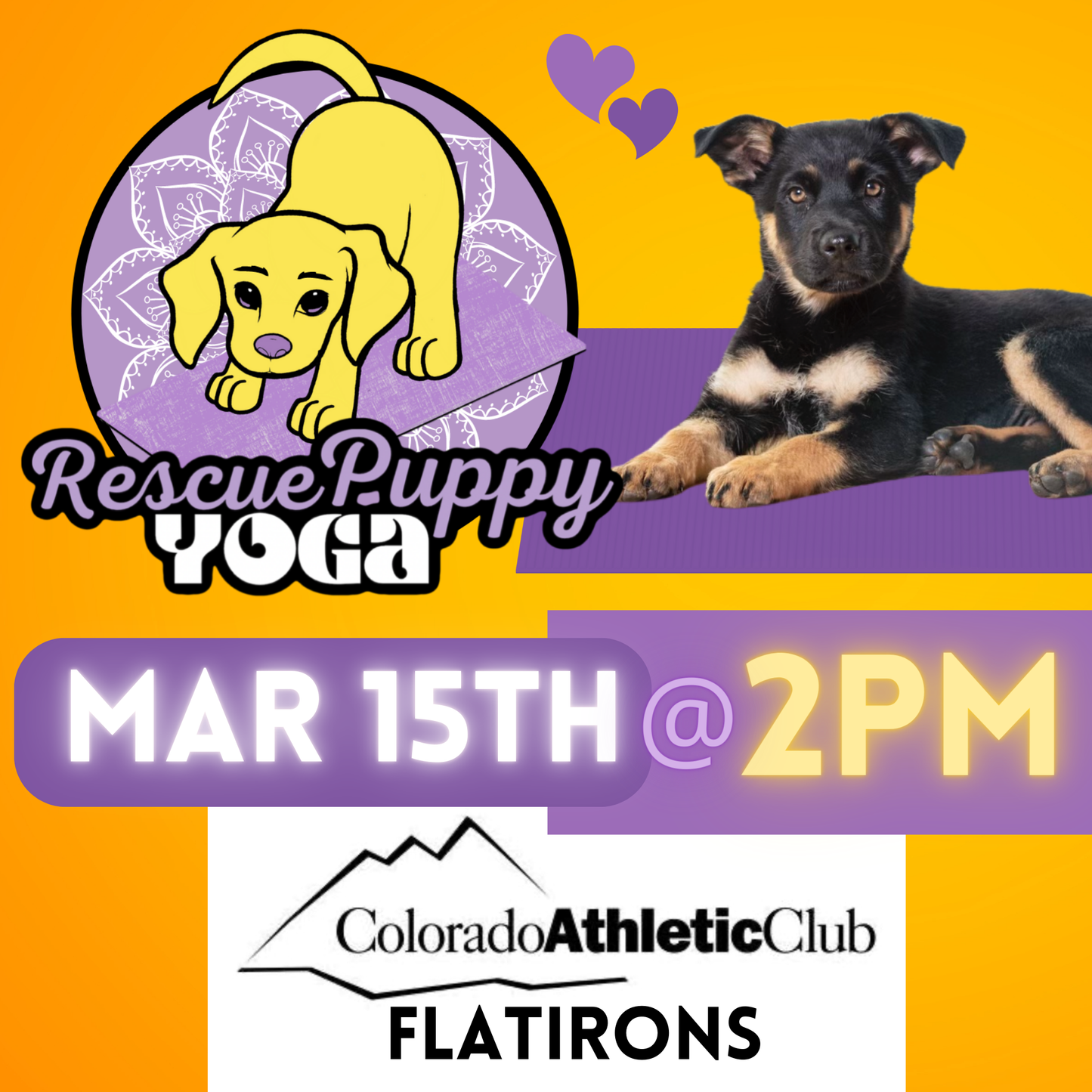 Rescue Puppy Yoga - Colorado Athletic Club Flatirons