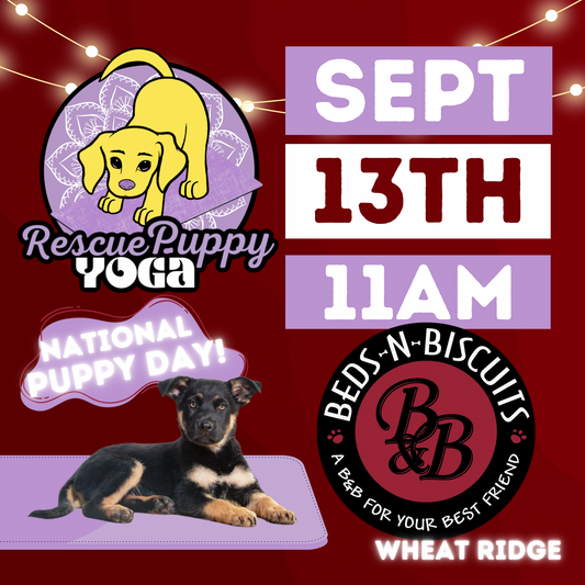 Rescue Puppy Yoga - Beds-N-Biscuits