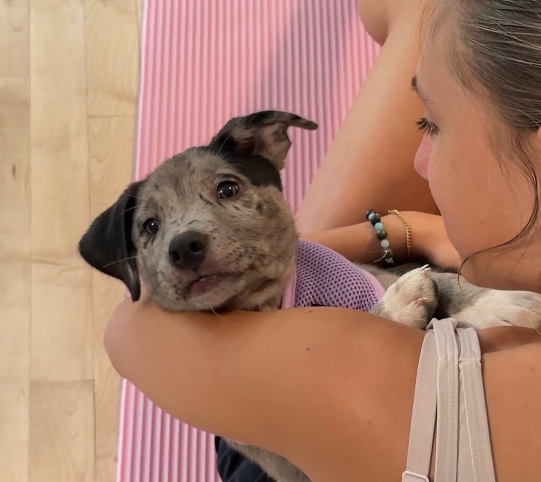 Rescue Puppy Yoga - Mindful Yoga & Wellness Erie, CO